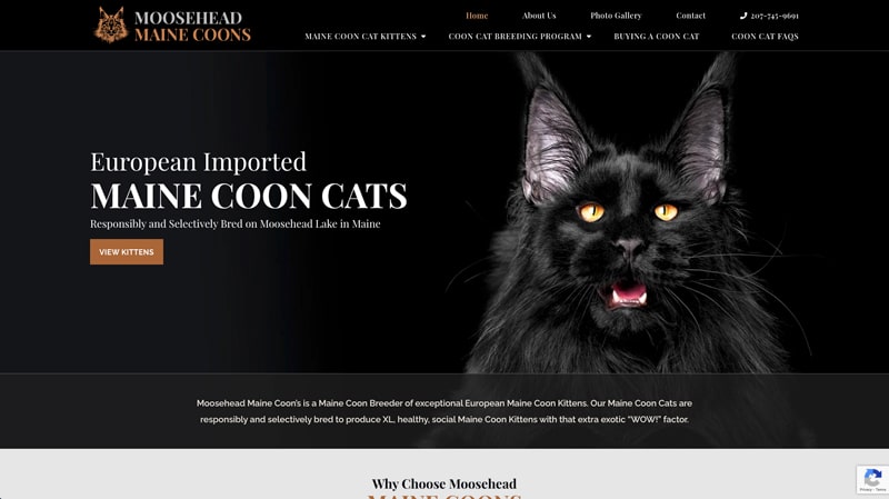 Moosehead Maine Coons